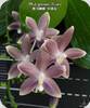 Phal. speciosa Blue Grey